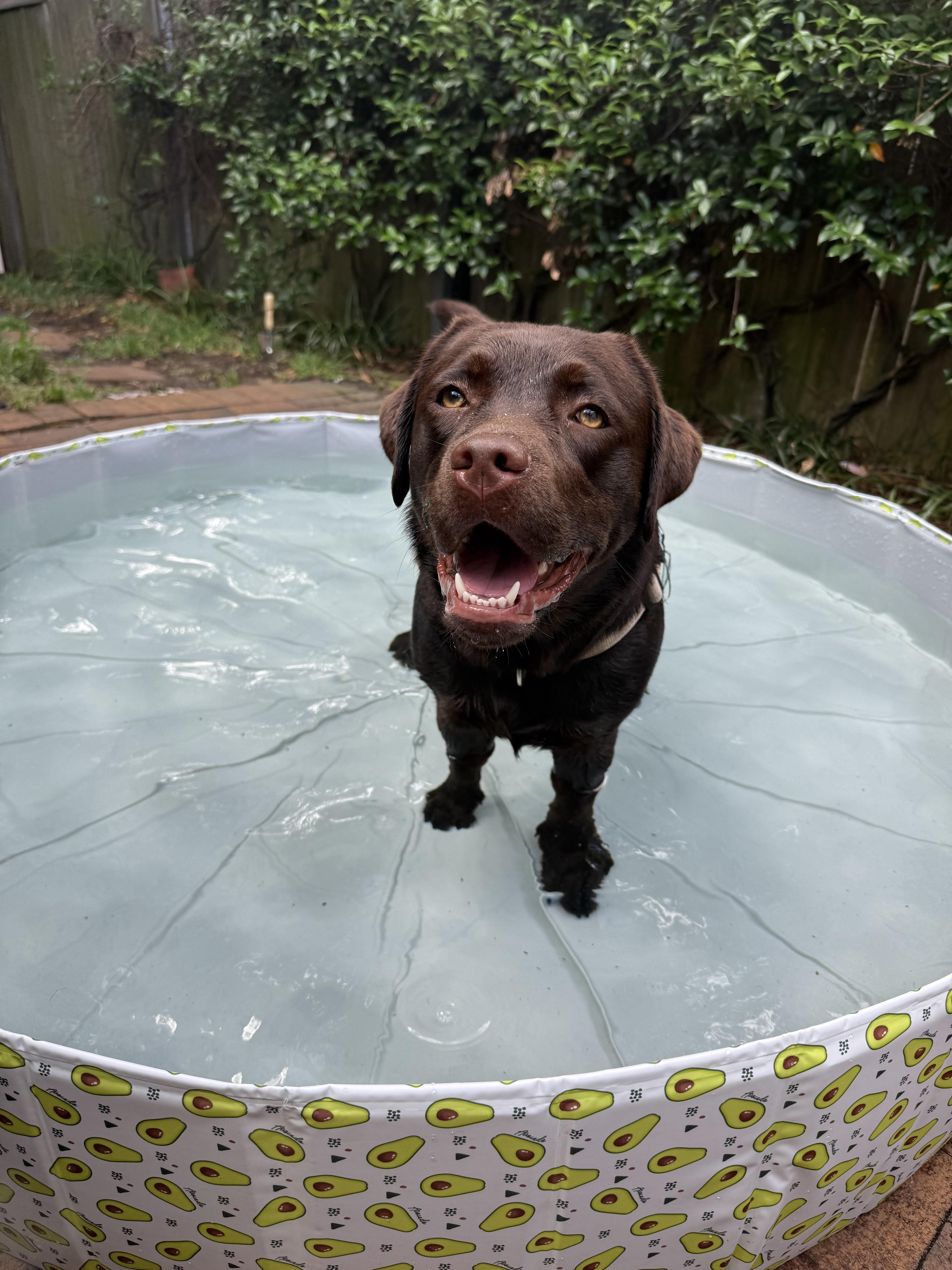 Pansi the labrador, resident dog at Pansi's Paw daycare Annandale